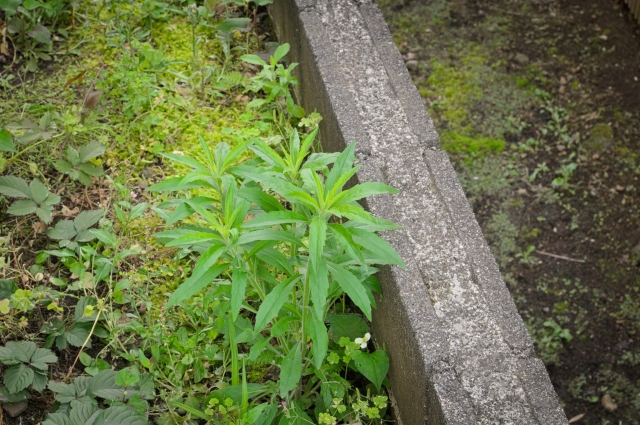 隣地境界線とは何か