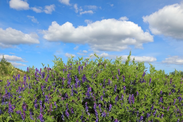 エアリーベッチ