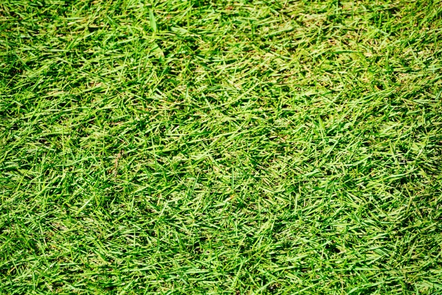 芝生の特徴